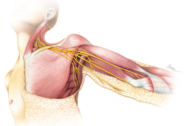 Nerves of the brachial plexus