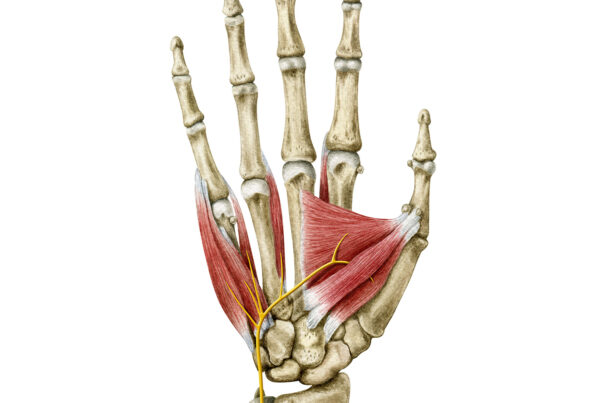 Deep branch of the ulnar nerve