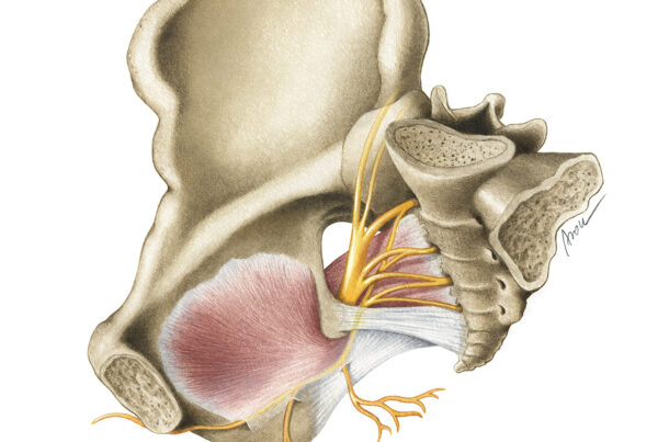 Pudendal nerve