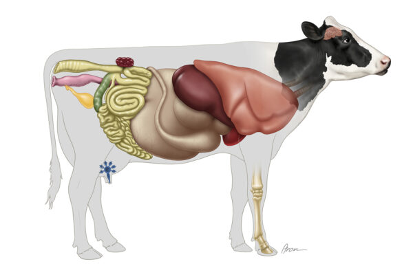 Cow Organs