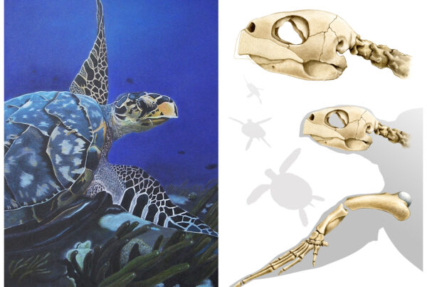Sea Turtle Bones