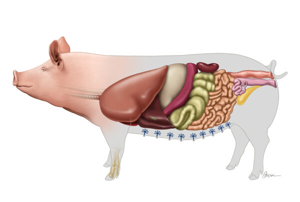 Swine Organs